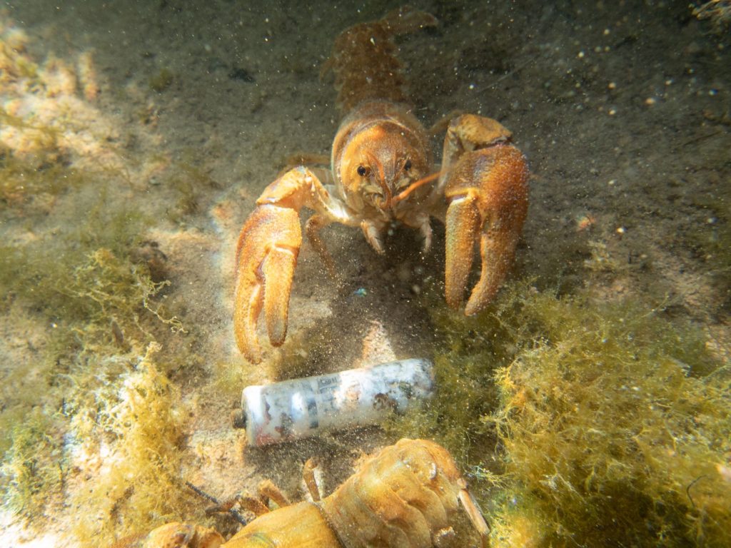Écrevisse dans l'eau claire d'une rivière, illustration des crustacés exotiques envahissants