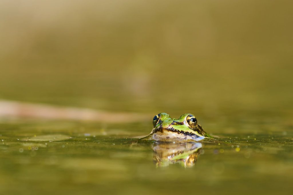 Une grenouille verte au bord d une mare naturelle