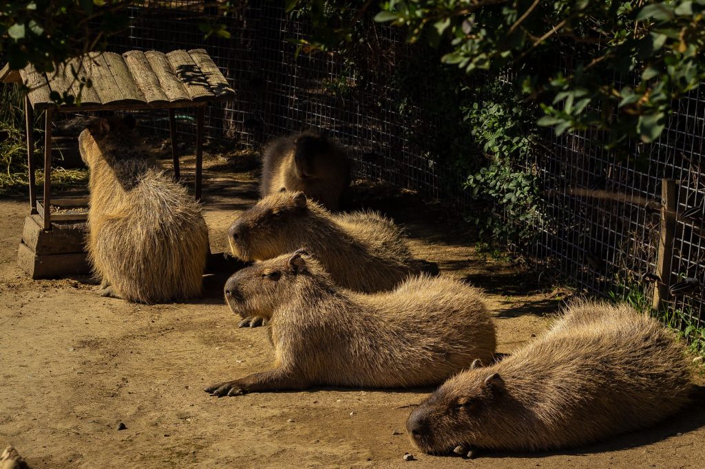 Le capybara : le plus grand rongeur du monde, paisible géant d&rsquo;Amérique du Sud