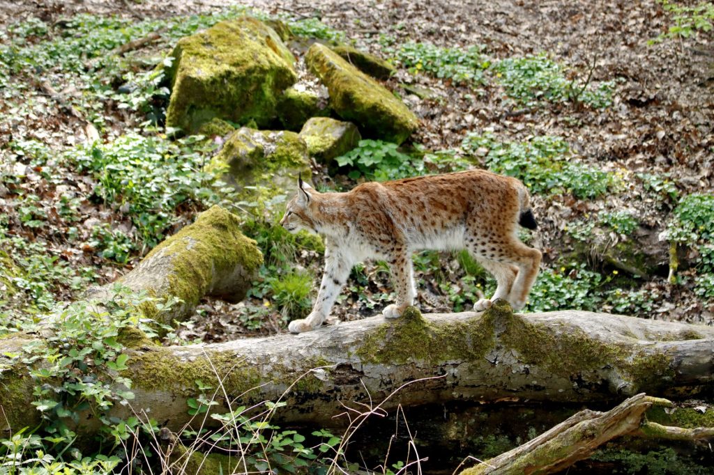 Lynx boréal observant dans une forêt, espèce concernée par des programmes de réintroduction en Europe