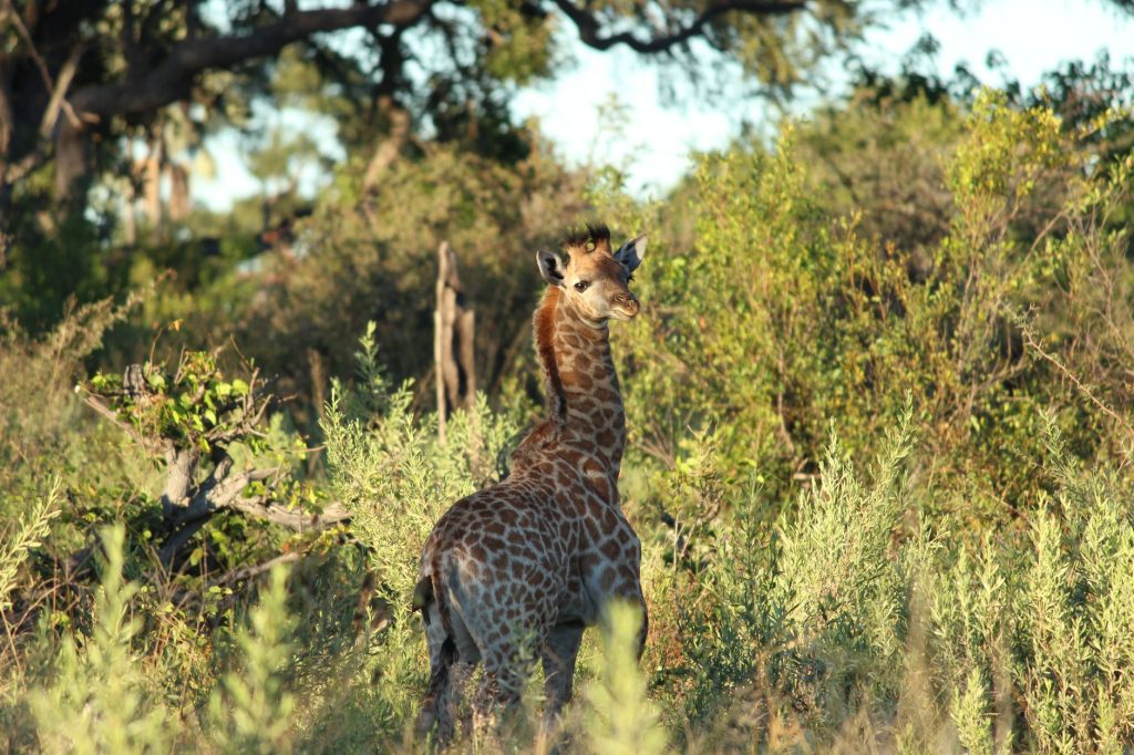 Jeune girafe aux côtés d'une girafe adulte dans la savane