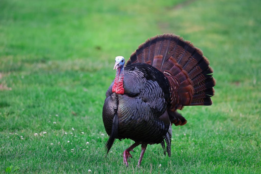Dindon fermier au plumage bronzé faisant la roue dans un parcours