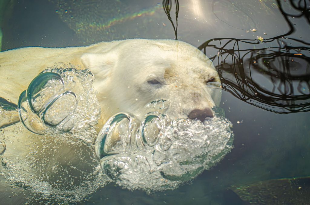 Ours polaire nageant sous l'eau dans les eaux arctiques