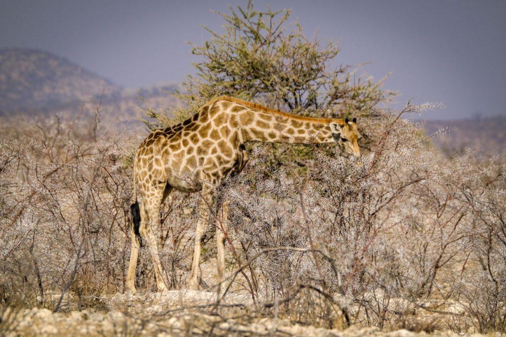 Girafe tendant le cou pour brouter les feuilles d'un arbre épineux