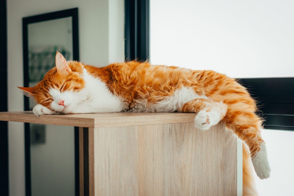 Chat au repos installé en hauteur sur un meuble