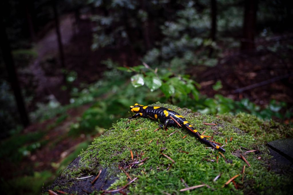 Salamandre tachetée noire et jaune progressant sur le sol d'une forêt humide