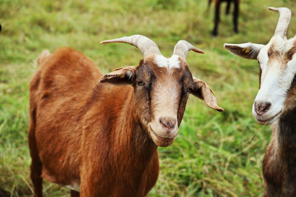 Troupeau de chèvres laitières au pâturage dans une prairie