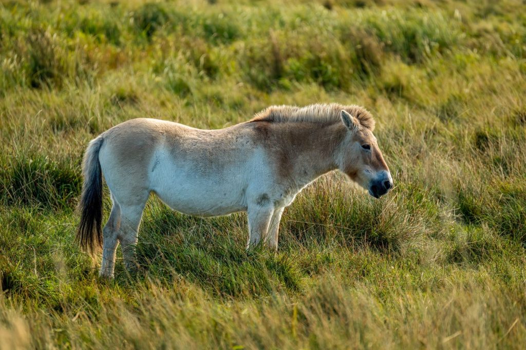 Chevaux de Przewalski dans un milieu steppique, espèce sauvée grâce à l'élevage en captivité