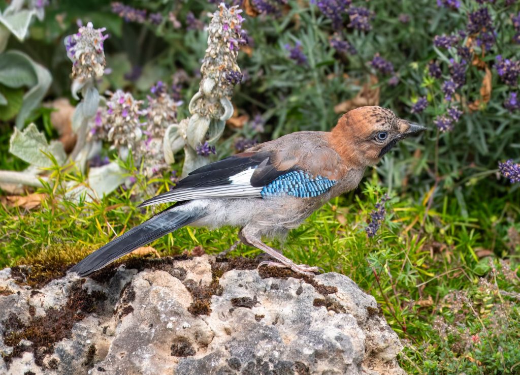 Le geai des chênes : le semeur de forêts au plumage bleu