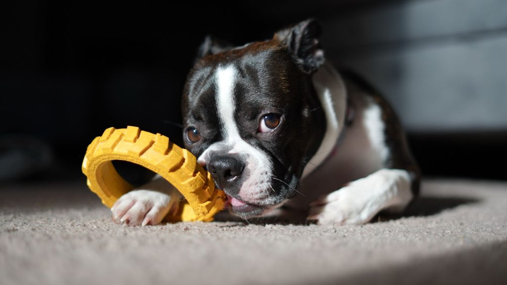 Chien occupé avec un jouet à mâcher à l'intérieur de la maison