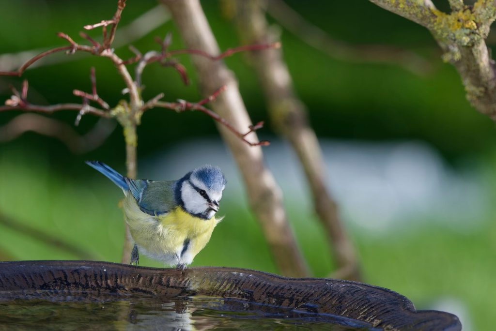 Petit oiseau venant boire au bord d'un point d'eau aménagé dans un jardin