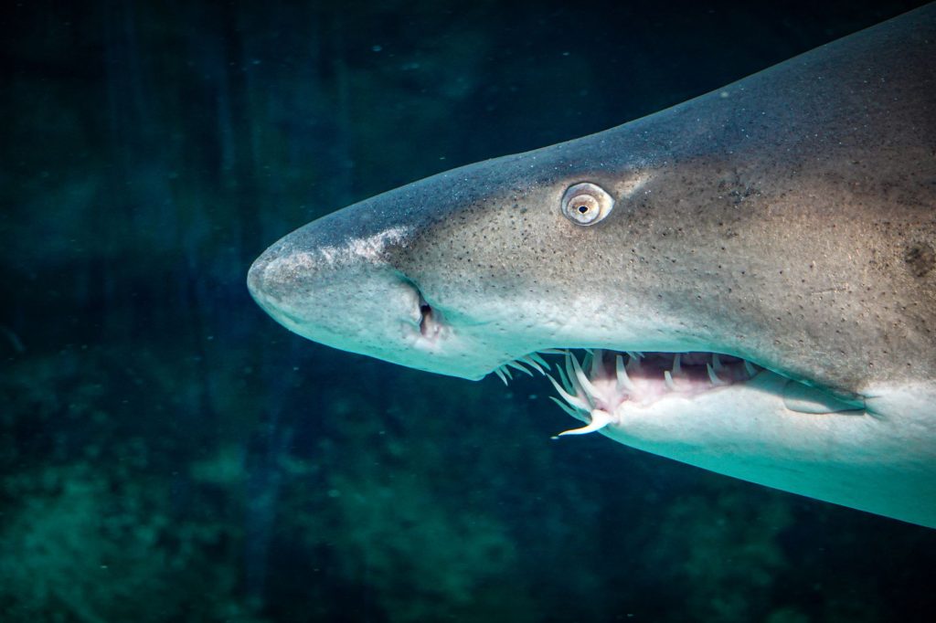 Grand requin blanc gueule ouverte montrant ses dents