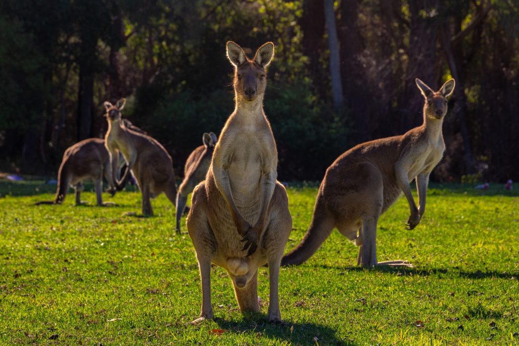 Groupe de kangourous broutant dans une prairie australienne