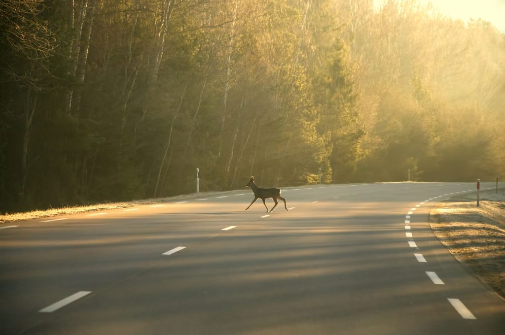 Collisions routières et faune sauvage : comprendre l'hécatombe et la réduire