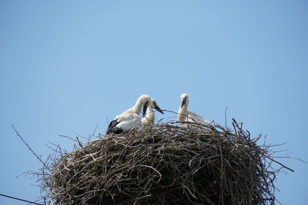 Nid de cigogne blanche installé en hauteur sur un support en milieu ouvert