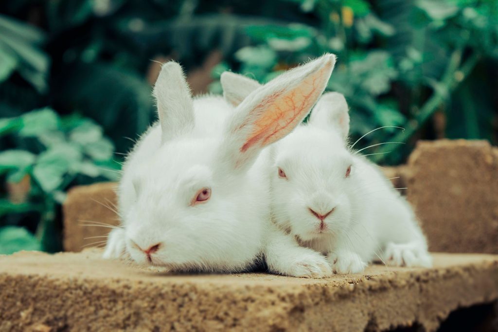 Lapin blanc de type Néo-zélandais dans un enclos extérieur