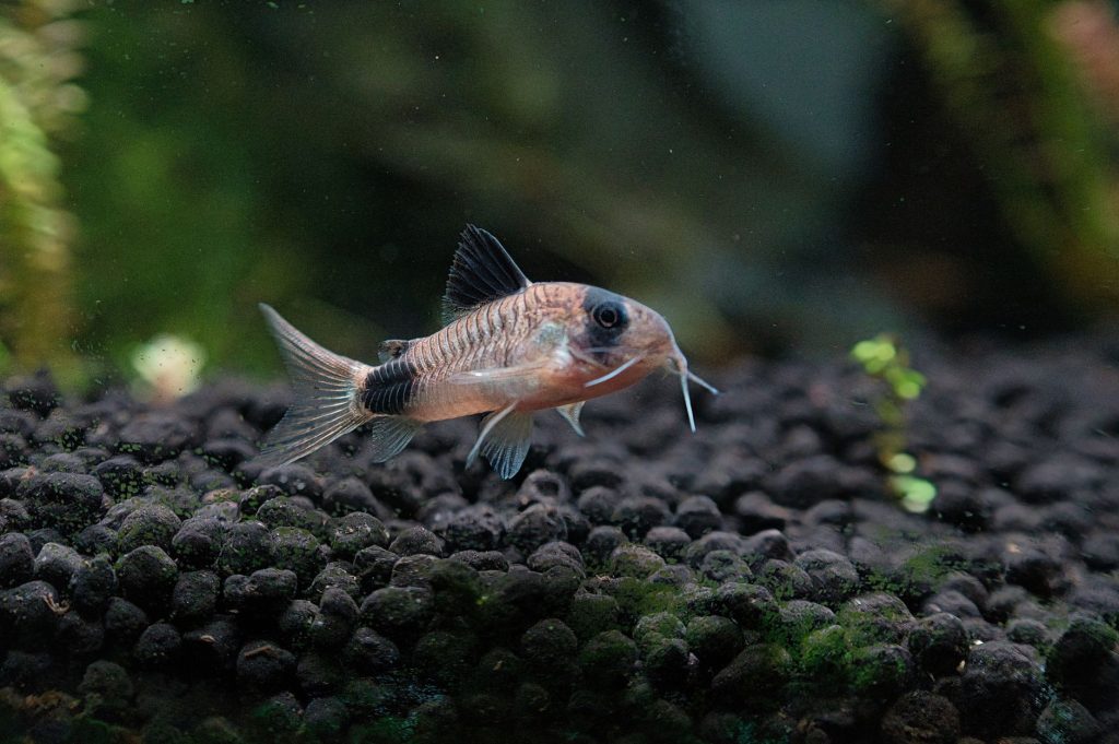 Aquarium d eau douce planté avec décor et végétation