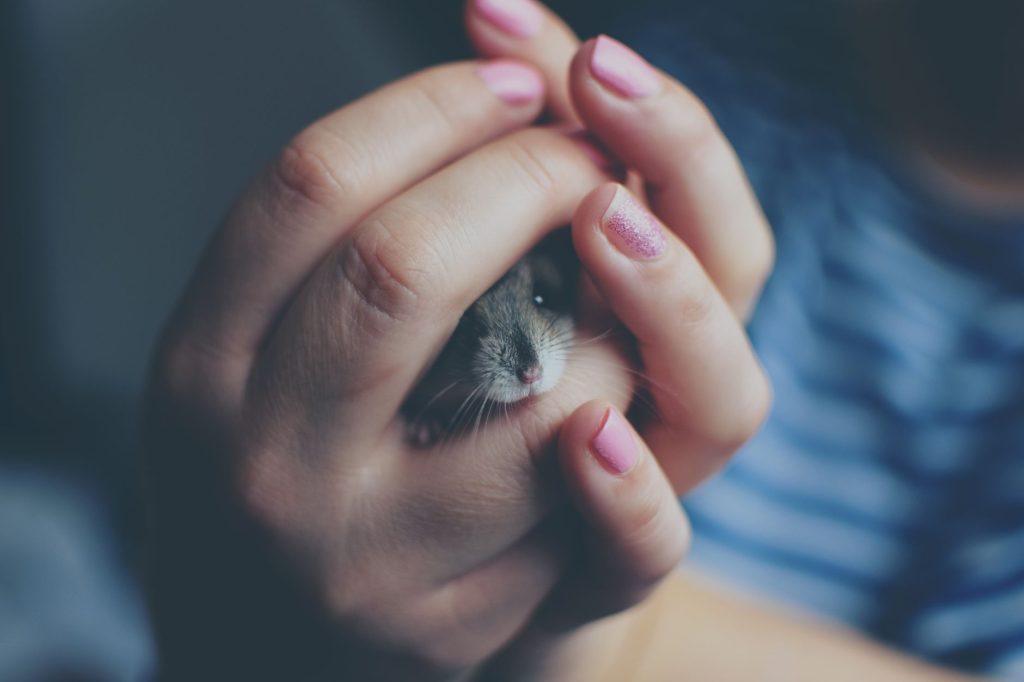 Hamster russe tenu délicatement au creux de deux mains