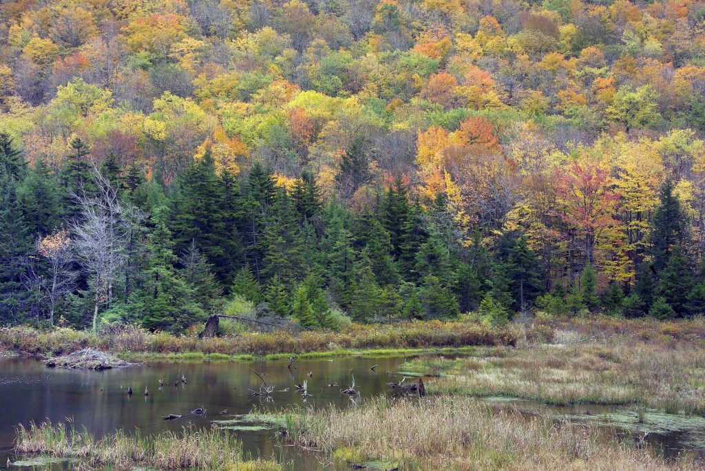 Hutte de castor dans une zone humide bordée d’arbres aux couleurs d’automne