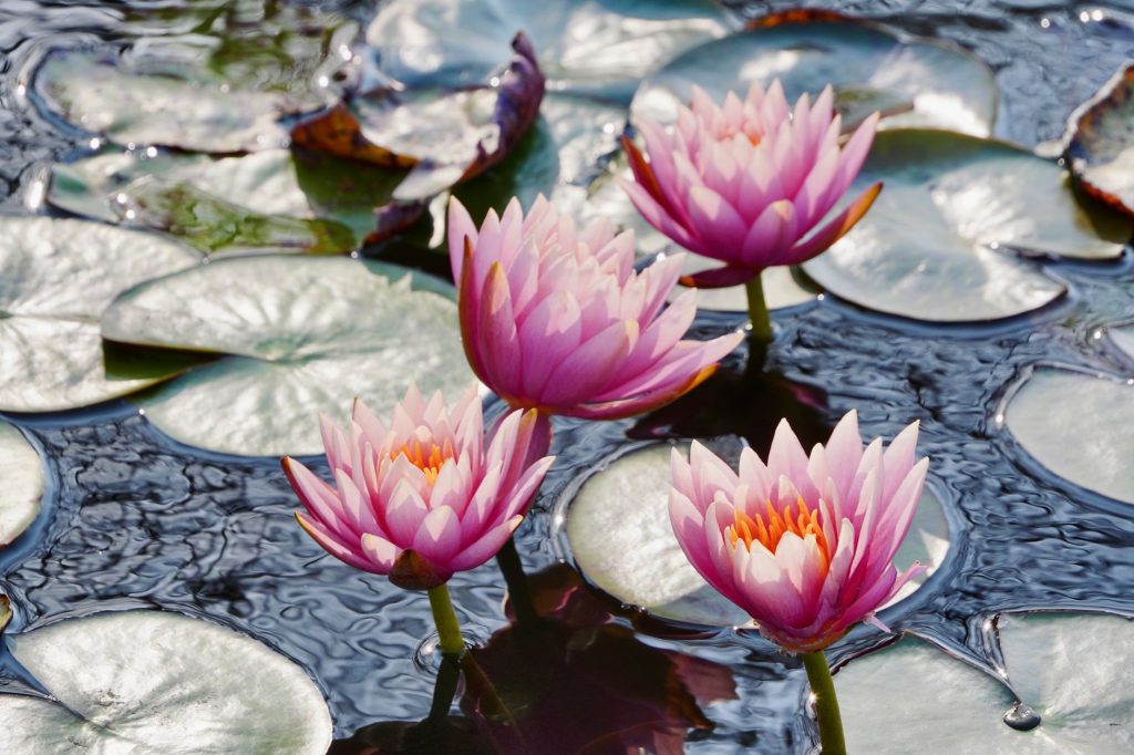 Des nénuphars en fleur à la surface d une mare