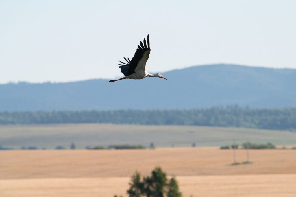 Cigogne blanche en vol plané, ailes déployées aux rémiges noires