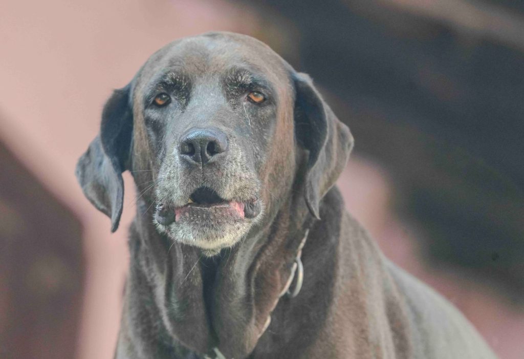 Le chien senior : reconnaître le vieillissement et adapter son quotidien