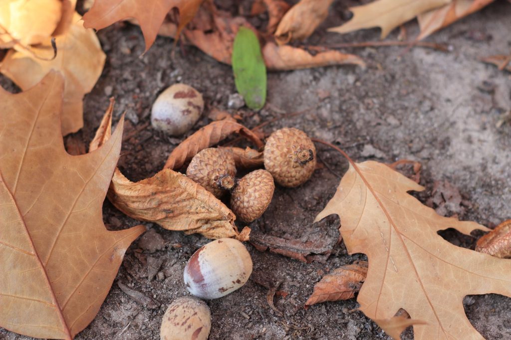 Glands et feuilles mortes de chêne au sol en automne dans une forêt
