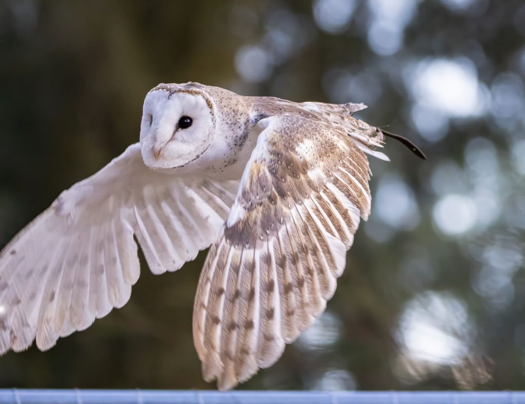 Chouette effraie en vol à basse altitude, rapace nocturne fréquemment victime du trafic routier