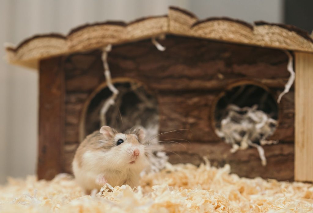 Hamster russe explorant sa litière dans un habitat aménagé