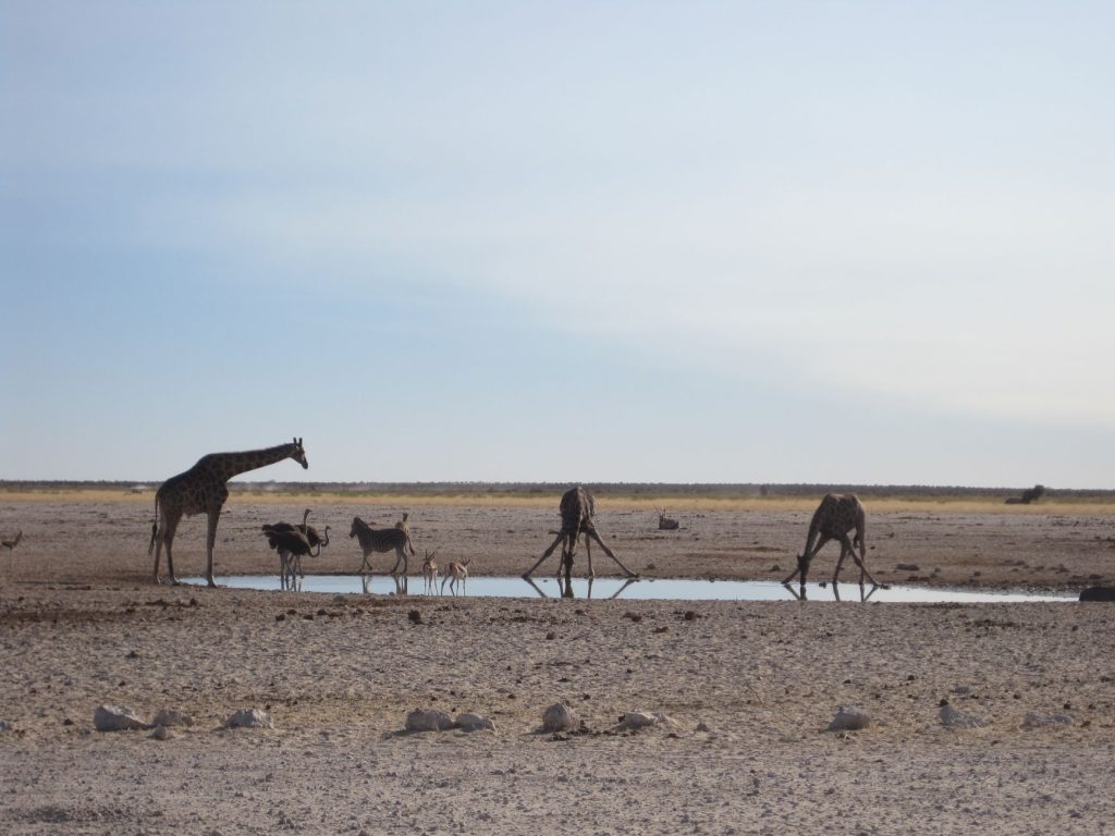 Groupe de girafes dans un paysage ouvert de savane