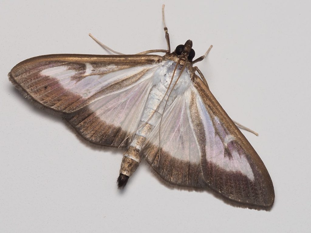 Papillon de nuit tournoyant autour d'une lampe allumée dans l'obscurité