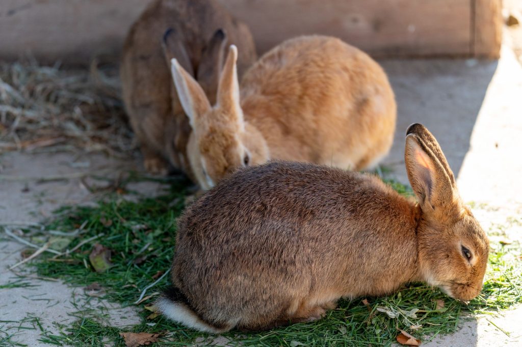 Lapin domestique en train de manger de l'herbe et du foin