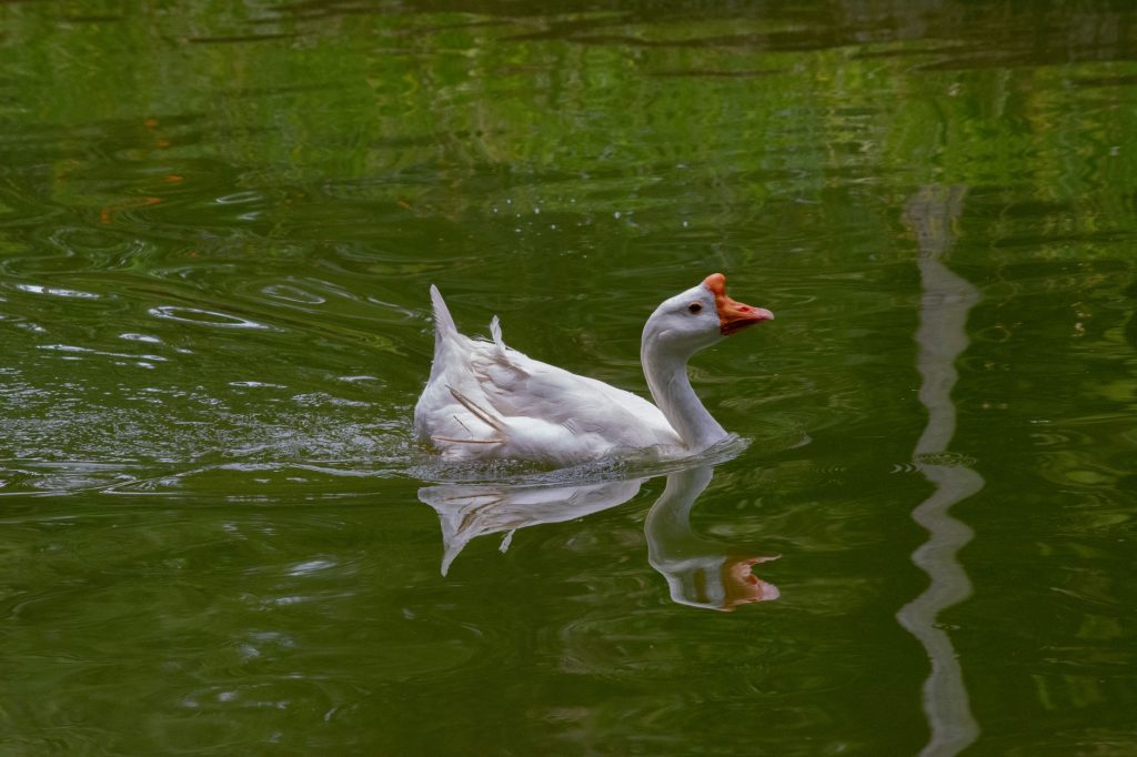 Oie domestique nageant sur un plan d'eau calme