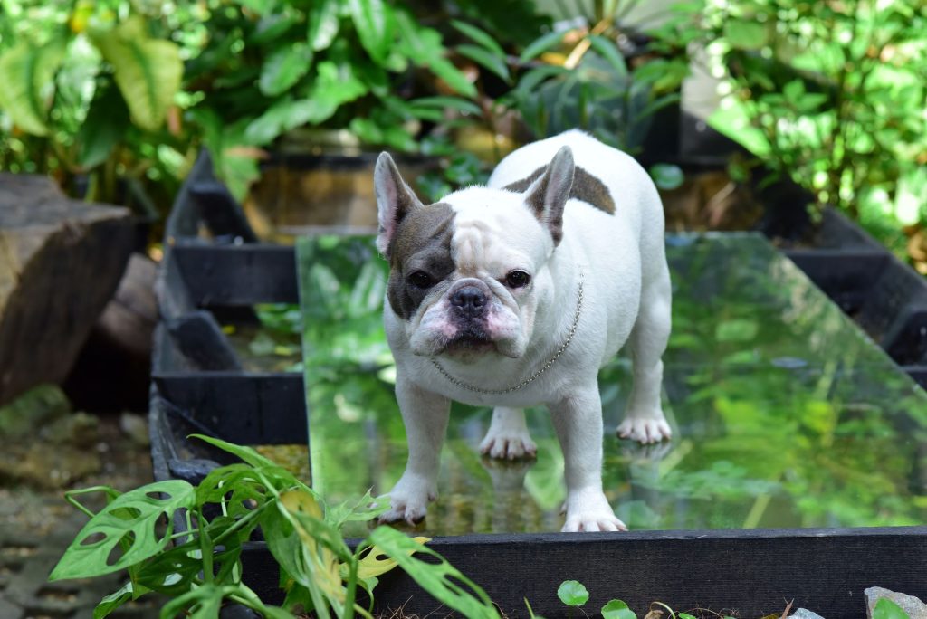 Bouledogue français au museau aplati dans l'herbe en été