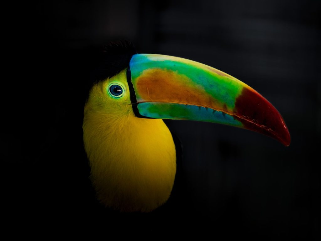 Gros plan sur le bec coloré et dentelé d'un toucan