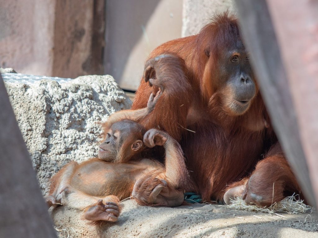Jeune orang-outan agrippé au pelage de sa mère dans la forêt