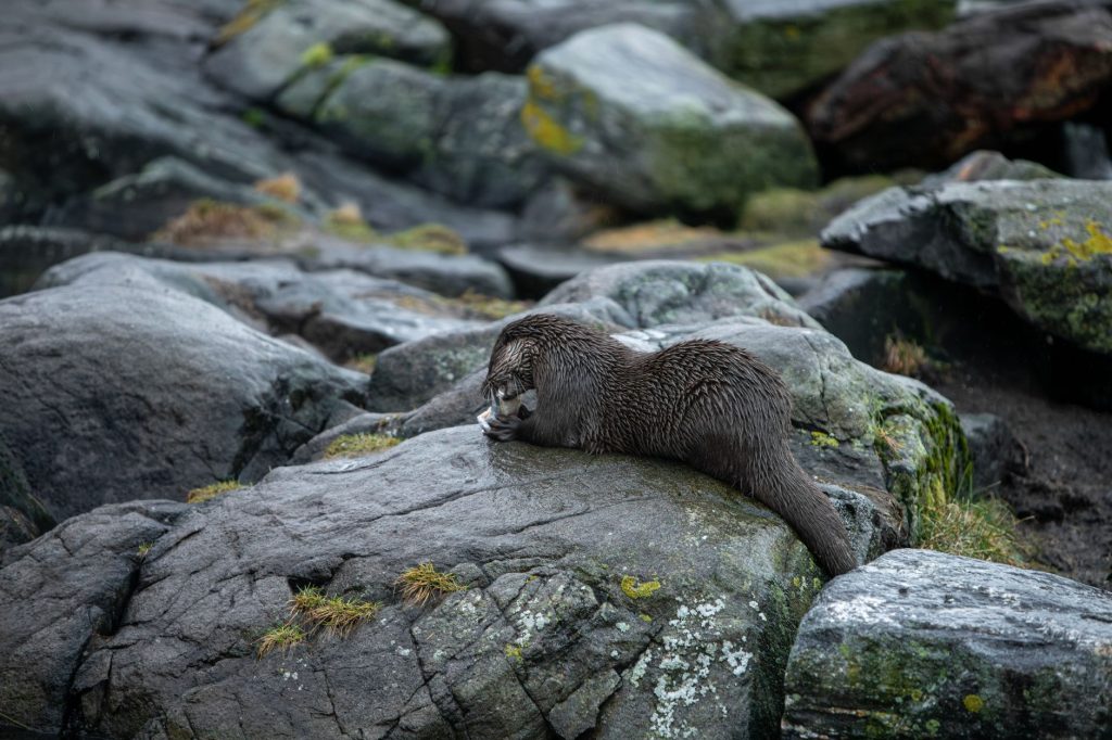 Loutre au repos sur une berge rocheuse au bord de l'eau