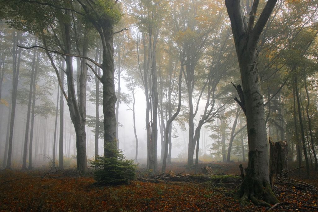 Sous-bois de forêt de feuillus avec bois mort et litière, habitat typique de la salamandre tachetée