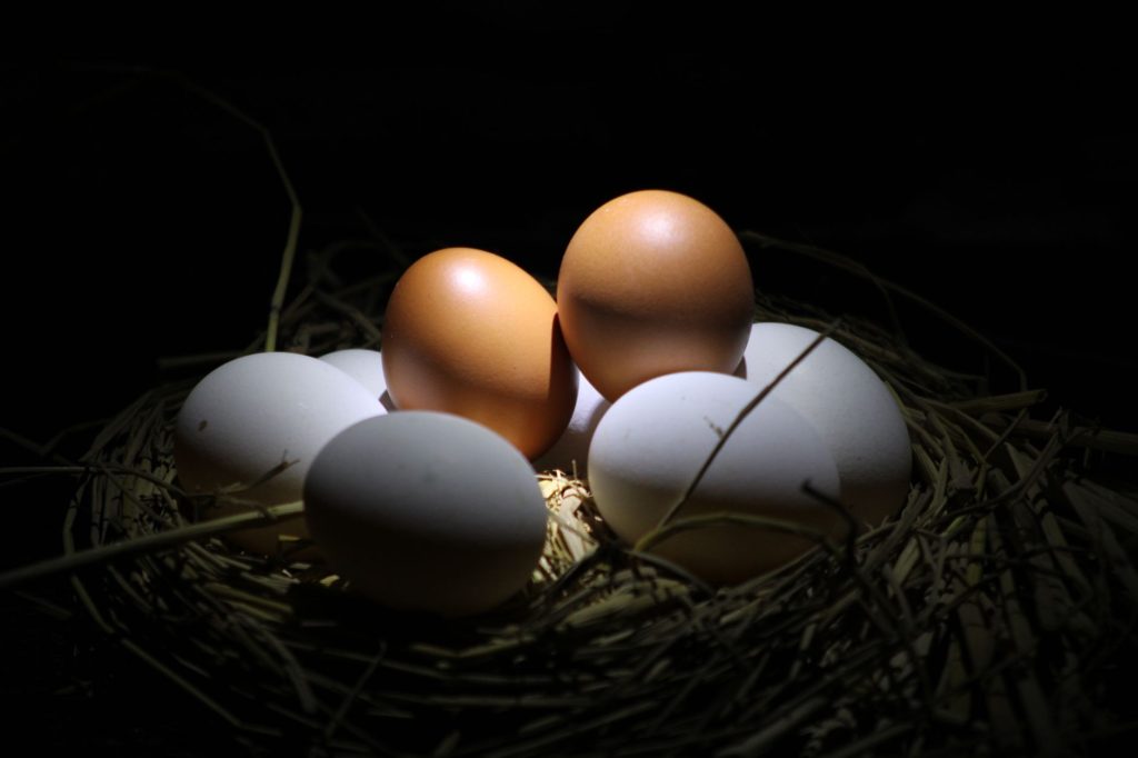 Œufs bruns foncés de poule Marans dans un panier de ferme