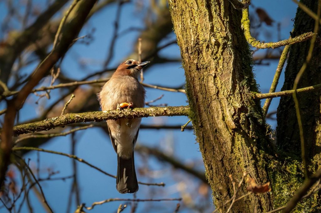 Geai des chênes posé sur une branche en automne, le miroir alaire bleu bien visible