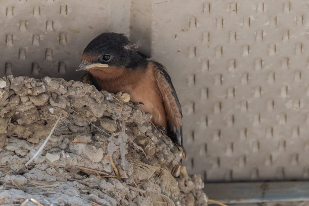 Hirondelle rustique au nid à l'intérieur d'un bâtiment