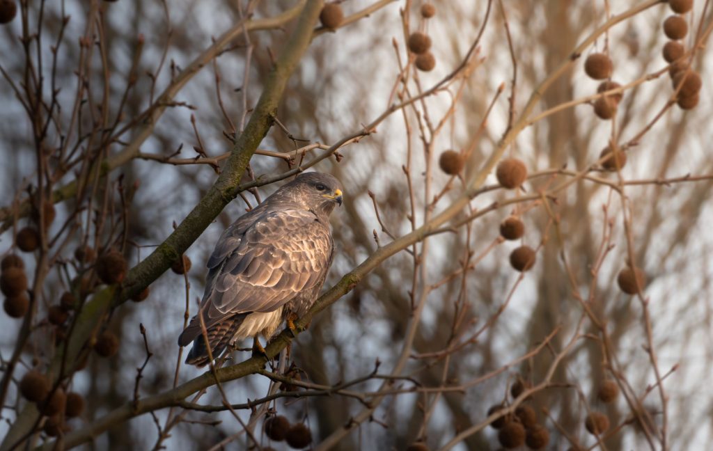 Buse variable perchée sur une branche