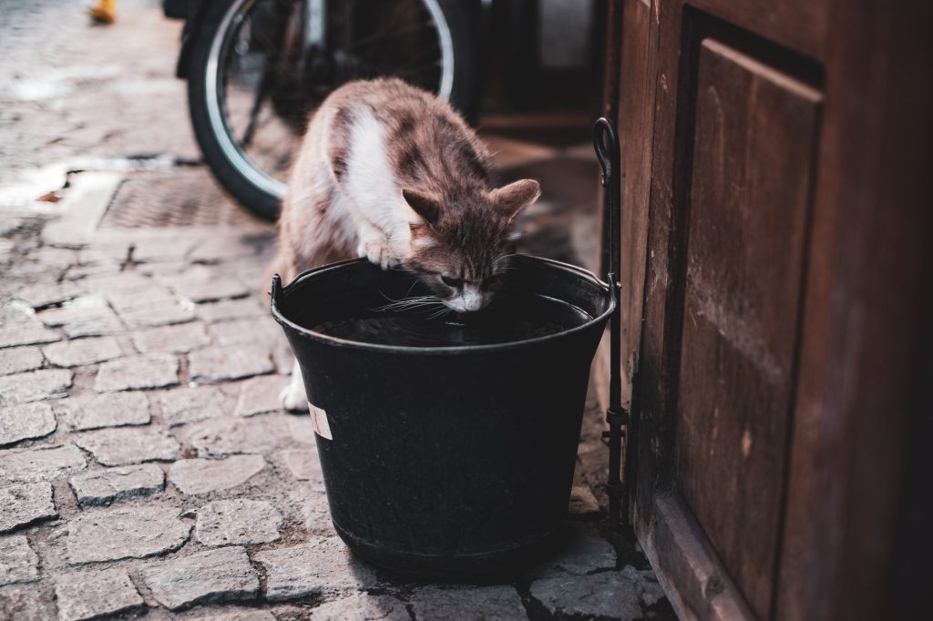 Chat en train de boire de l'eau