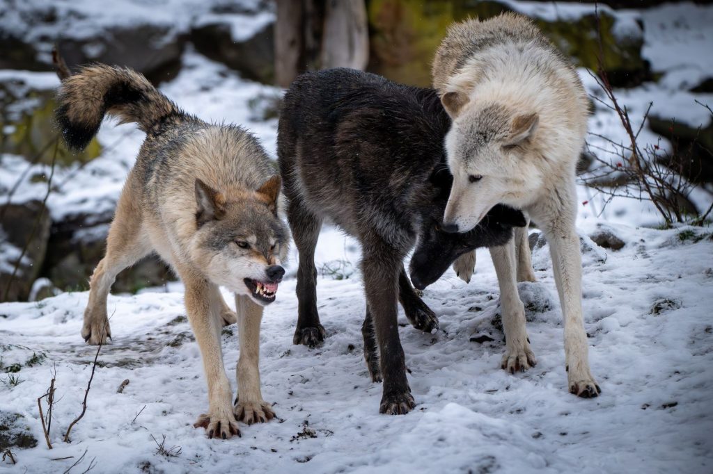 Loup gris dans la neige, espèce réintroduite à Yellowstone en 1995