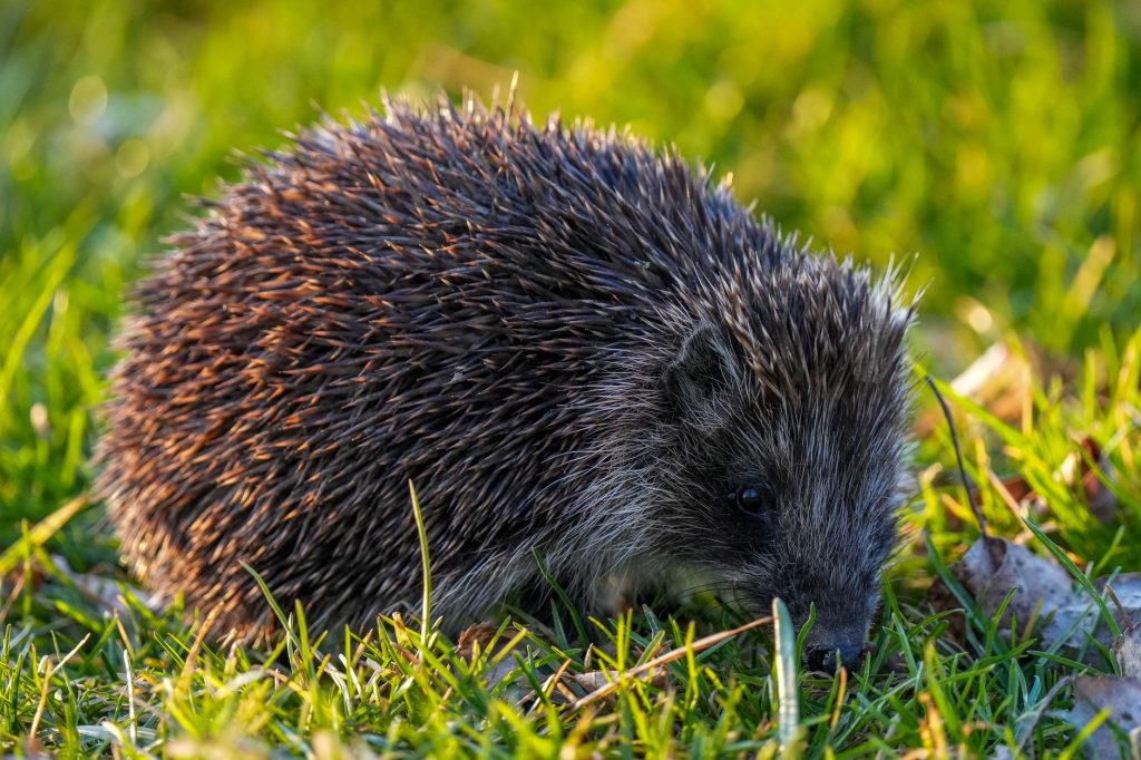 Hérisson d'Europe cherchant sa nourriture dans l'herbe, espèce protégée très touchée par les collisions routières