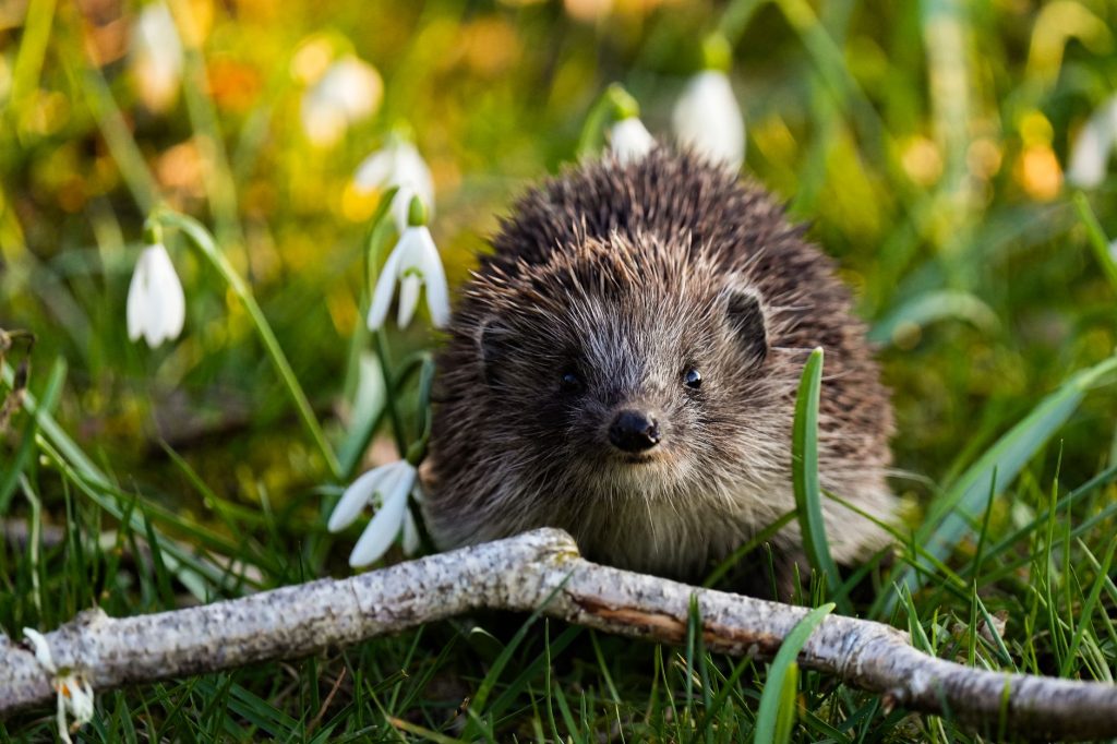 Rendre son jardin sûr pour la faune : les pièges mortels à supprimer