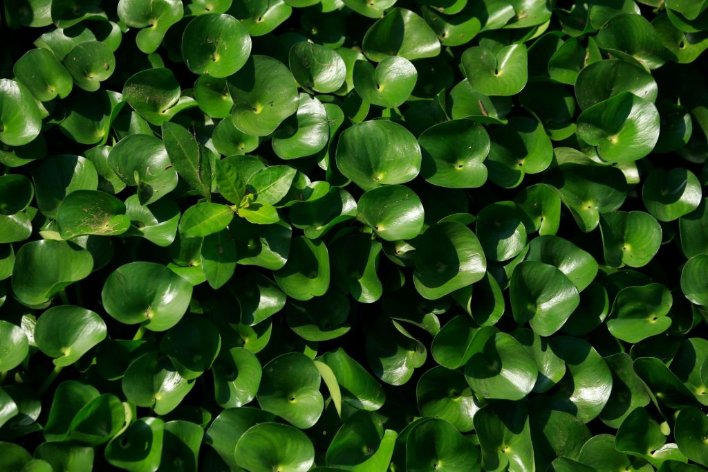 Végétation dense recouvrant un cours d'eau, image d'une plante aquatique envahissante
