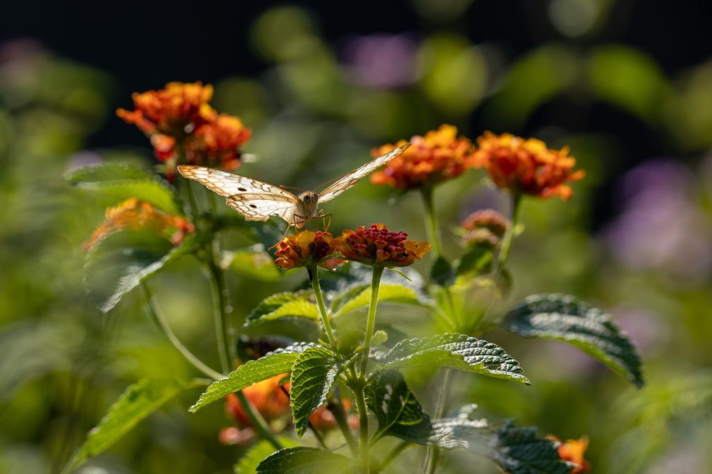 Papillon butinant dans un jardin fleuri en été, illustrant un espace favorable aux pollinisateurs