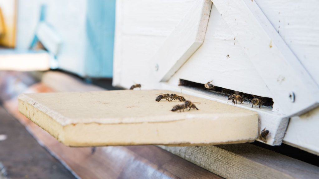 Abeilles à l'entrée d'une ruche, cible privilégiée du frelon asiatique