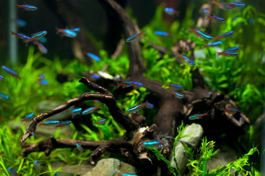 Banc de néons bleus dans un aquarium communautaire